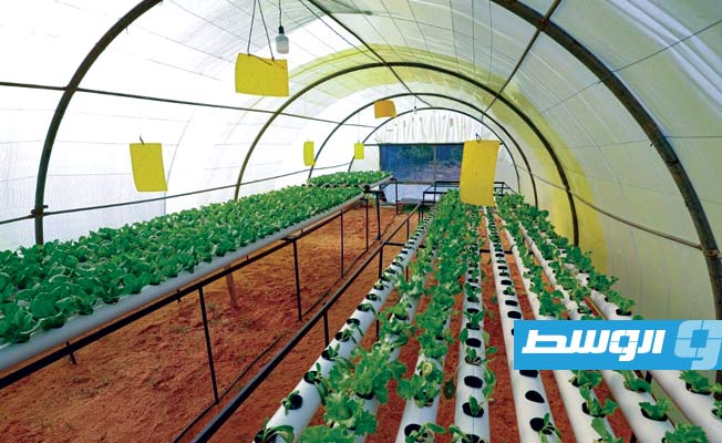 صوبة زراعية في مشروع «الجنة الخضراء» في القويعة شرق طرابلس, 5 مارس 2021 (أ ف ب)