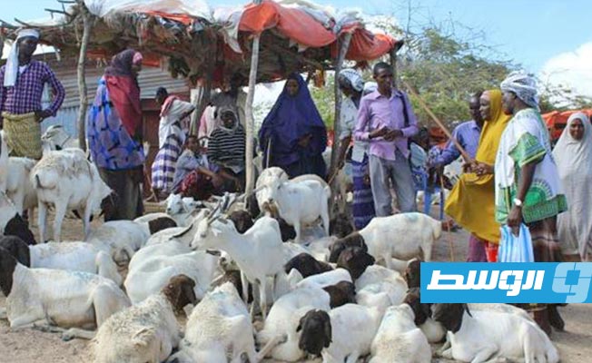 موسم الحج الاستثنائي يضرب قطاع تصدير الماشية الصومالي