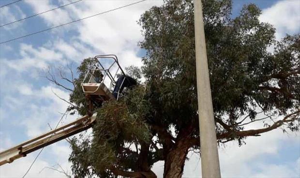 بالصور.. إزالة الأشجار الملامسة خطوط الكهرباء في هراوة