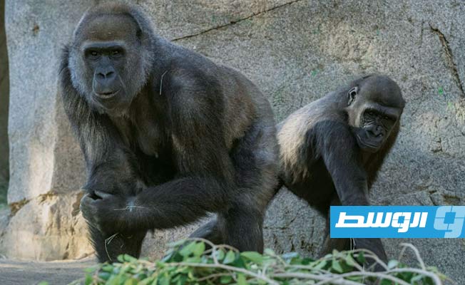 حديقة حيوانات تلقح القردة ضد «كورونا»