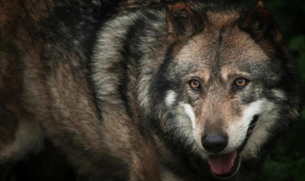ذئب يشتبه في أنه قتل حيوان كنغر في بلجيكا