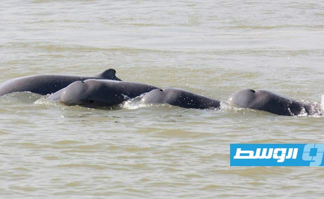 مناطق لحماية دلافين نهر ميكونغ في كمبوديا