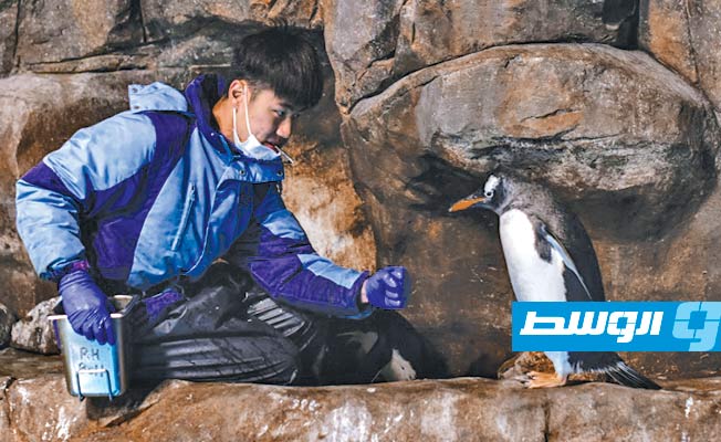جهود مكثفة لحماية البطريق في «أوشن بارك»
