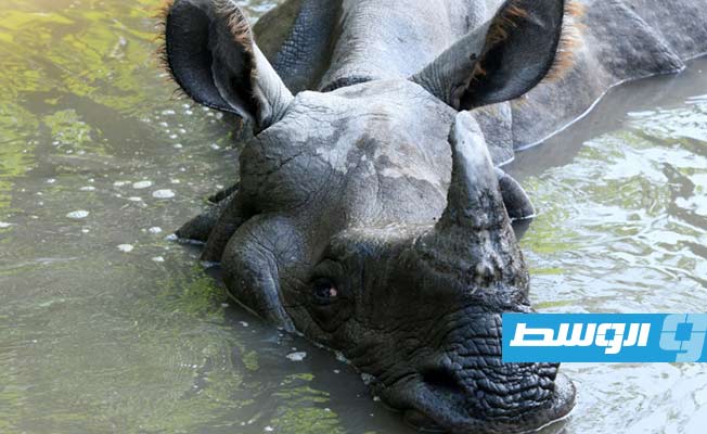سجن فيتنامي 14 عاما لتهريبه قرون وحيد القرن