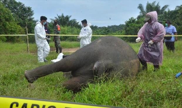إندونيسيا توقف 5 رجال لتورطهم في قطع رأس فيل