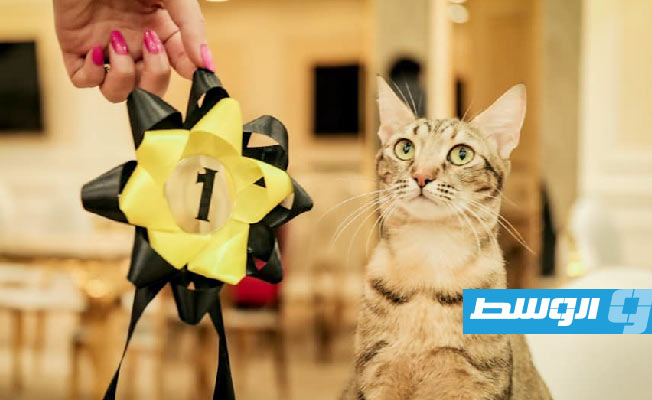 بالصور: مسابقة لملكة جمال القطط في طرابلس