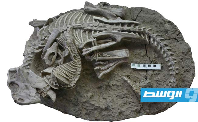 للمرة الأولى.. اكتشاف متحجرة في الصين لحيوان ثديي يهاجم ديناصوراً
