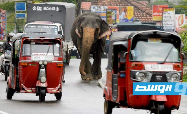 لحماية الفيلة.. سريلانكا تحظر كل منتجات البلاستيك الأحادية