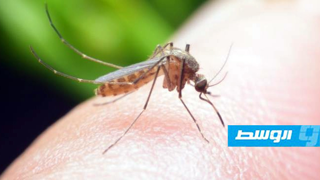 «الوطني لمكافحة الأمراض» يوضح خطورة فيروس «حمى غرب النيل» على ليبيا
