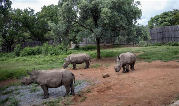 «ميتم» لحماية صغار وحيد القرن في جنوب لأفريقيا