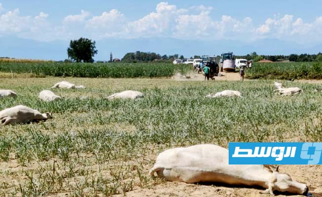 الجفاف مسؤول عن نفوق عشرات البقر في إيطاليا