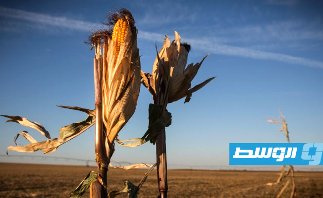 الجفاف يحول حياة مزارعي الوسط الغربي الأميركي إلى «جحيم»