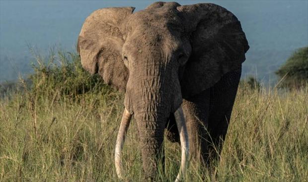 الأفوكادو يهدد الفيلة في كينيا