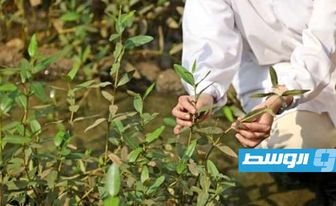 عُمان تحيي زراعة المانغروف لمكافحة تغير المناخ