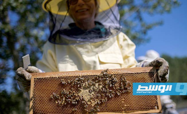 سنة «سوداء» لمربي النحل في أوروبا