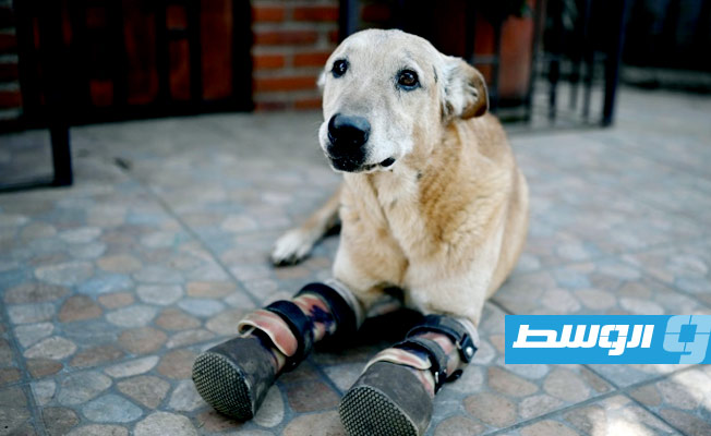 ترشيح كلب قُطعت ساقاه في المكسيك للقب «أفضل حيوان»