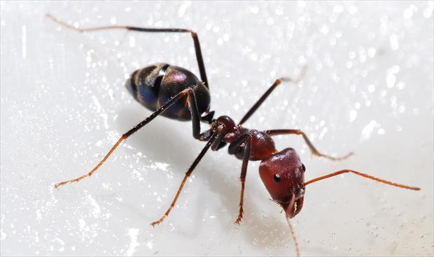 نوع من النمل يفاجئ العلماء بقدرته على تفادي المخاطر