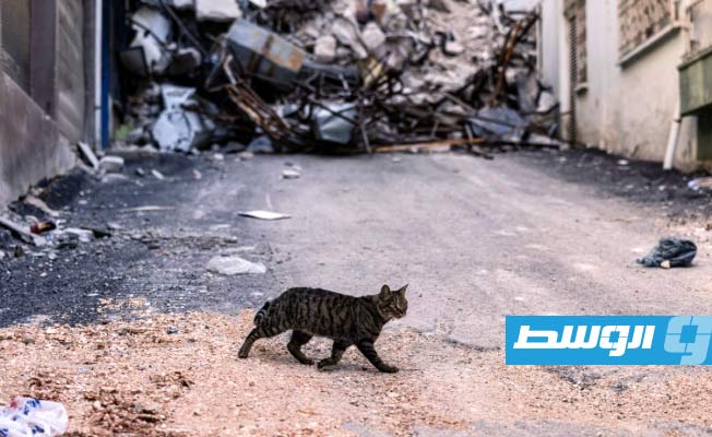 بعد الزلزال.. إنقاذ الحيوانات يعزّي البشر في أنطاكية