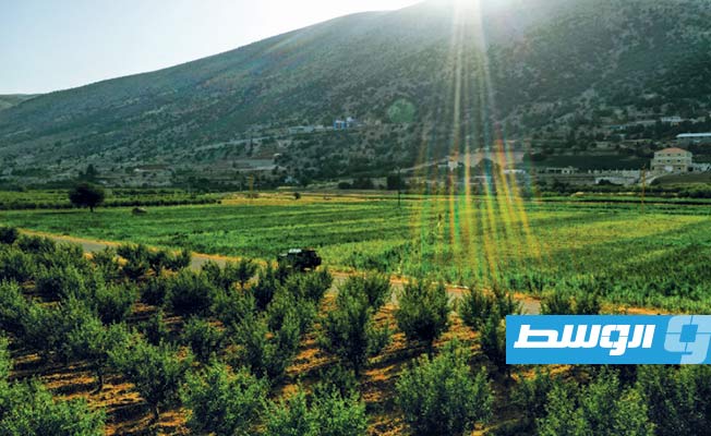 لبنانيون يلجؤون إلى زراعة «الحشيش» على وقع الانهيار الاقتصادي