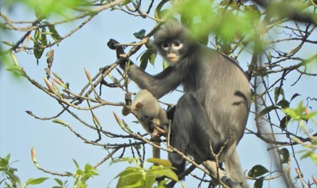 اكتشاف نوع جديد من القردة في بورما