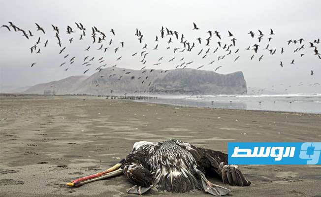 إنفلونزا الطيور تحصد مئات أسود البحر في البيرو