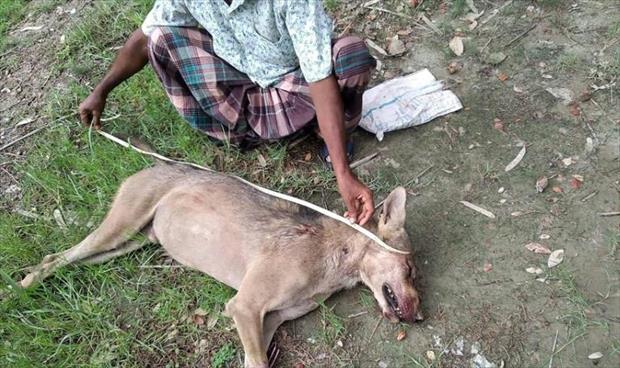 قتل ذئب نادر في بنغلاديش