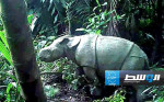 خطر جسيم يتهدد وحيد القرن الجاوي بسبب الصيد غير القانوني في إندونيسيا