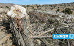 القطع العشوائي يهدد أشجارا معمرة في جبال لبنان