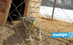 السلطات الأفغانية تمسك بنمر نادر بعد مهاجمته حيوانات