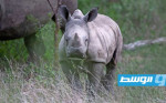 تراجع عمليات الصيد الجائر لحيوانات وحيد القرن في جنوب أفريقيا