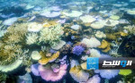 الموجة الضخمة من ابيضاض المرجان في العالم مستمرة في التفاقم