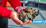 بلجيكا تصنع حواجز من المحار لحماية الشواطئ من التآكل