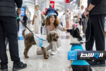 خمسة كلاب علاجية ضمن فريق للترويح عن المسافرين في مطار إسطنبول