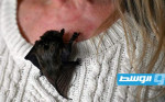 «الأم الوطواط» تحوِّل منزلها إلى مأوى لمئات الخفافيش