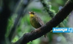 بعد انقراضه 24 سنة.. ظهور طائر نادر في مدغشقر
