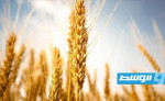 تغير أنماط الطقس يلقي بظلاله على محصول القمح في غزة