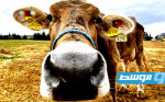 شح الحليب في تونس.. «انهيار بطيء» لقطاع إنتاج الألبان