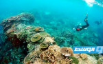 45 دولة تلتزم بـ12 مليار دولار لإنقاذ الشعاب المرجانية
