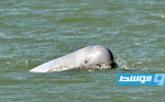 كمبوديا تكافح لحماية دلافين الإيراوادي