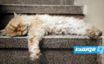«مياوزييم».. متحف للقطط في طهران لتعزيز تعايشها مع السكان