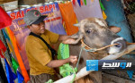 صالون لتدليك البقر في إندونيسيا قبل تقديمها أضحية في العيد