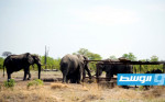 هجرة أعداد كبيرة من الفيلة من أكبر متنزه وطني في زيمبابوي بسبب شح المياه