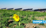الطاقة الشمسية تنقذ الزراعة شمال شرق سورية