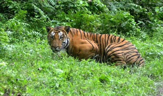 ارتفاع أعداد النمور البرية في الهند