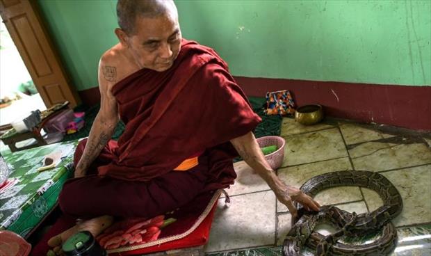 معبد بوذي في بورما يتحوّل إلى موطنٍ للأفاعي