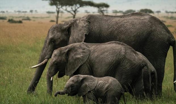 وفاة أم الفيلة الأيتام