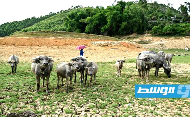 الجفاف في فيتنام يقضي على مصدر دخل الصيادين