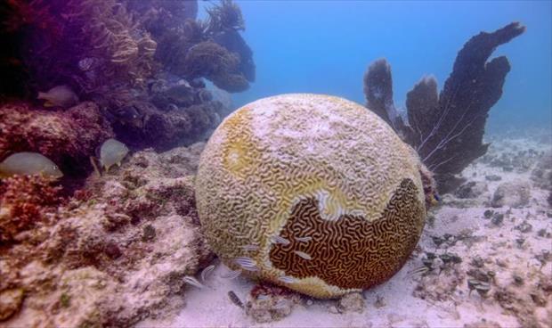 شبح الموت يتهدد الشعاب المرجانية في الكاريبي