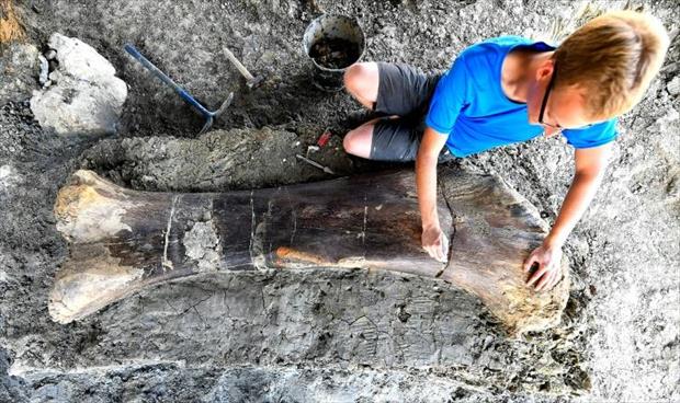 اكتشاف عظمة فخذ ديناصور في فرنسا