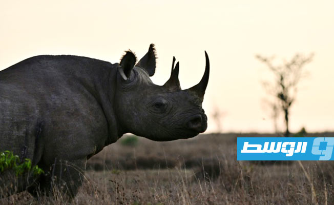 الأمل يلوح على طريق إنقاذ وحيد القرن الأسود